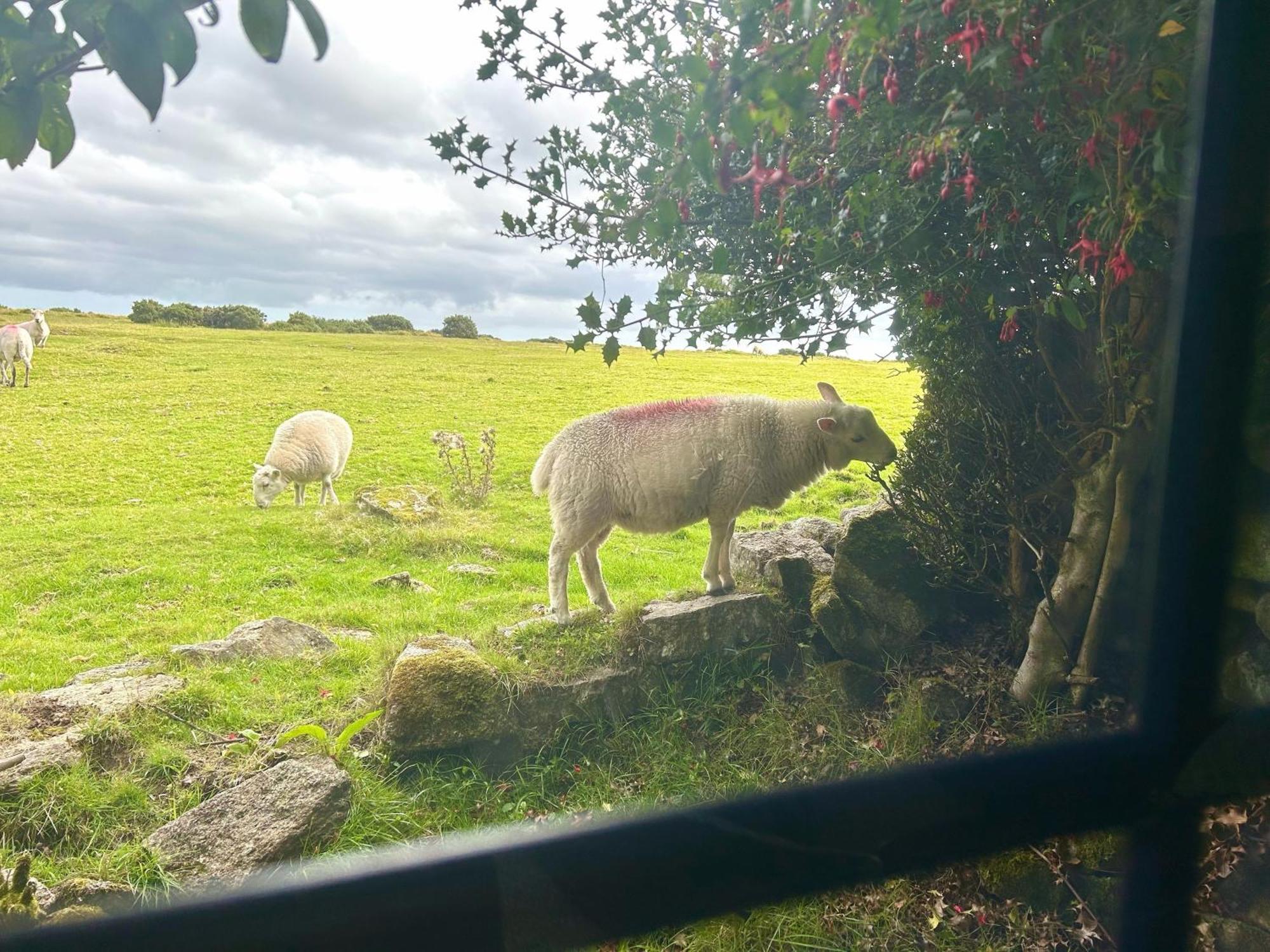Hallagenna Cottages Bodmin Esterno foto